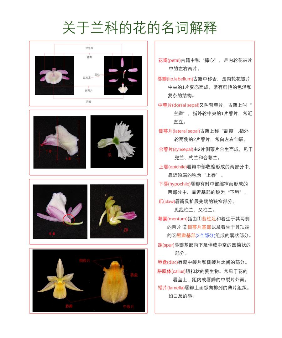 关于兰科的花的名词解释.jpg